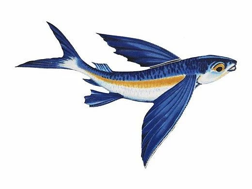 Porcelain Mosaic Flying Fish-B | 8" X 5" | PORC-FF14 3 Porcelain Mosaic Flying Fish-B | 8" X 5" | PORC-FF14