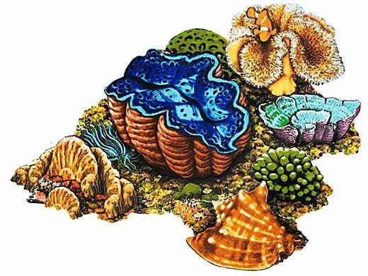 Porcelain Mosaic Coral | Reef Scene D | PORC-CR30D 3 Porcelain Mosaic Coral | Reef Scene D | PORC-CR30D