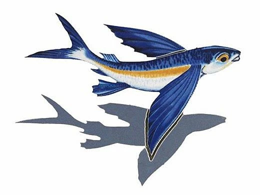 Porcelain Mosaic Flying Fish-B With Shadow | 8" X 6" | PORC-FF14/SH 3 Porcelain Mosaic Flying Fish-B With Shadow | 8" X 6" | PORC-FF14/SH