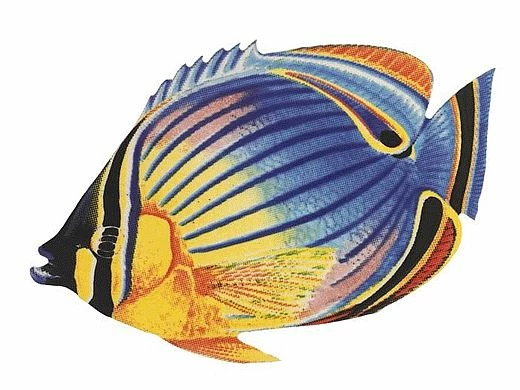 Porcelain Mosaic Reef Fish | Redfin Butterfly | PORC-RF24-9 3 Porcelain Mosaic Reef Fish | Redfin Butterfly | PORC-RF24-9