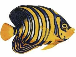 Porcelain Mosaic Reef Fish | Regal Angelfish | PORC-RF8-8